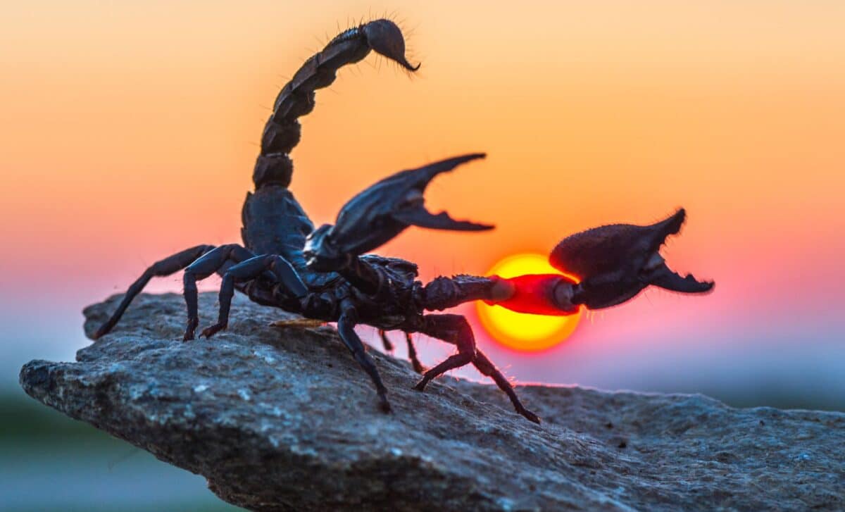 Paleontologists discovered a rare 4 Inch Scorpion Fossil in china