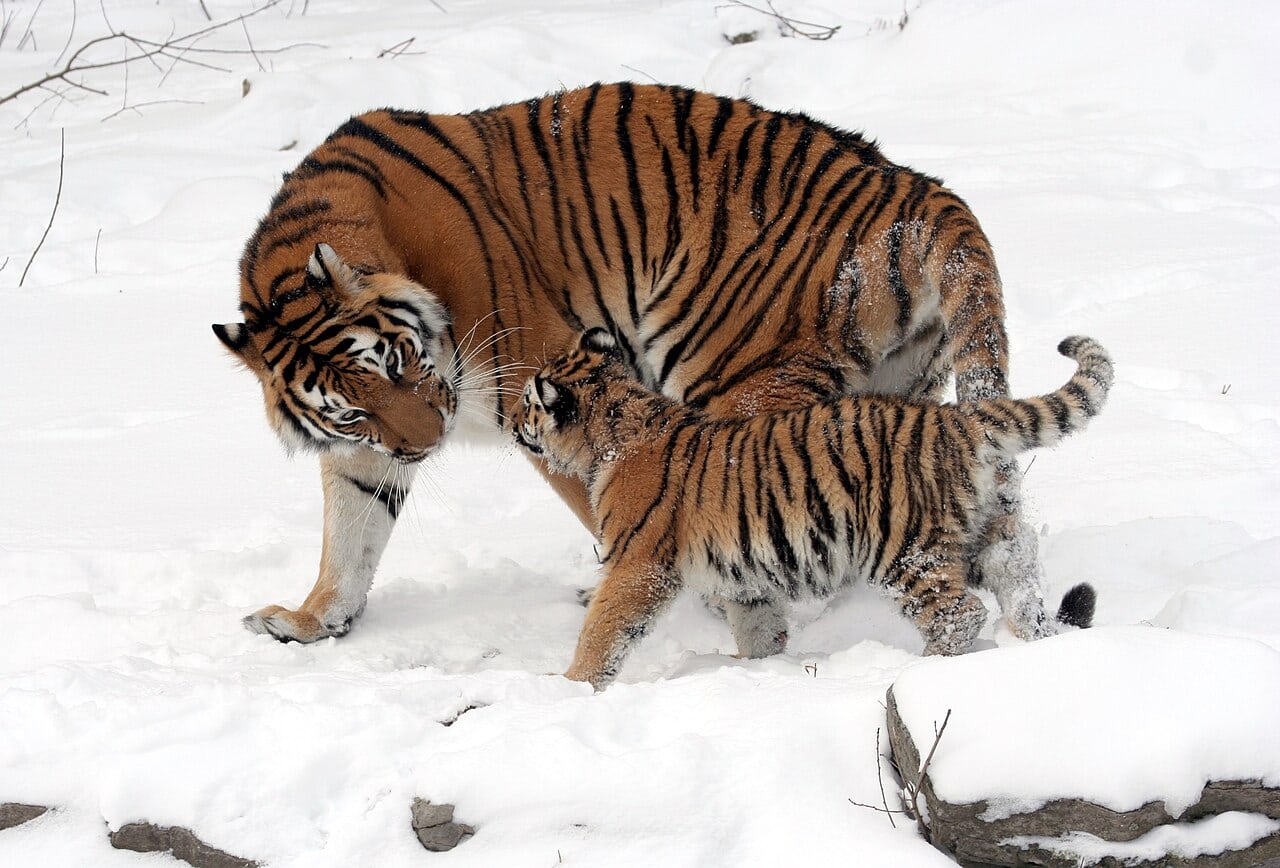 Kazakhstan Is Gearing Up to Welcome Tigers Back By Using A Genetic Twin From The Russian Wilderness