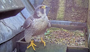 Romsey Abbey's peregrine falcon killed by vehicle