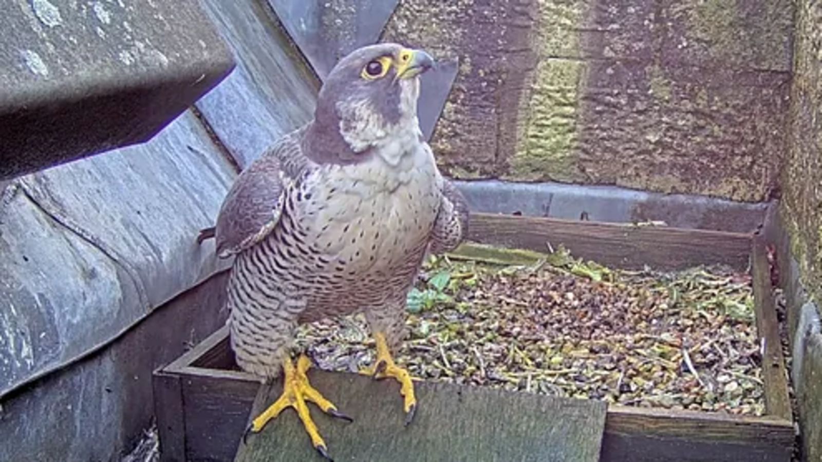 Romsey Abbey's peregrine falcon killed by vehicle