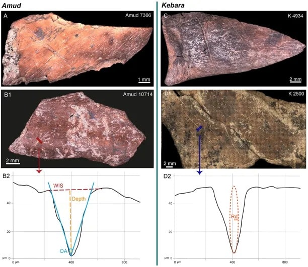Photographs Of Bone Fragments From Amud (left) And Kebara (right) Caves