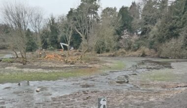 Concerns for swans and toads as pond drained during works