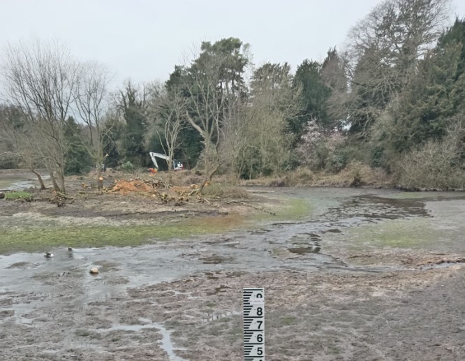 Concerns for swans and toads as pond drained during works