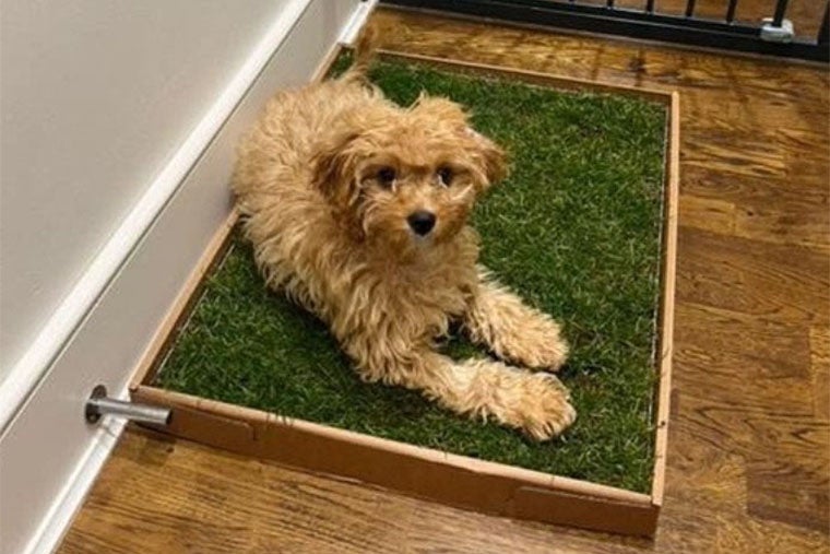 The Piddle Patch indoor dog toilet designed by Rebecca Sloane