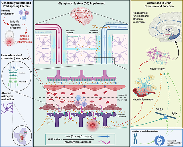 Psychosis mechanisms