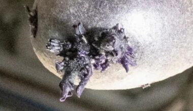 Purple Lifeform Photographed Sprouting 'Tentacles' on The ISS : ScienceAlert