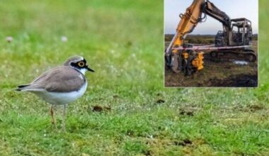 Berkshire, Buckinghamshire and Oxfordshire Wildlife Trust defends timing of Greenham Common gorse clearance work