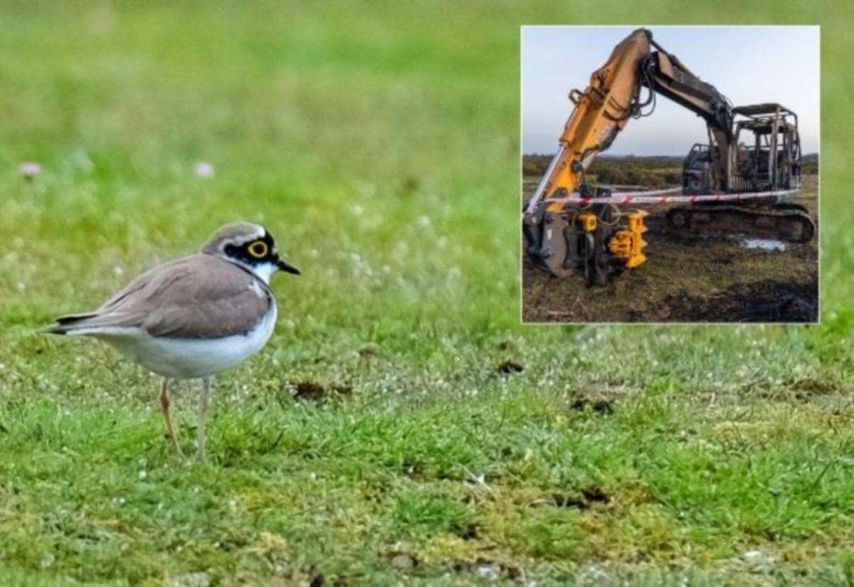 Berkshire, Buckinghamshire and Oxfordshire Wildlife Trust defends timing of Greenham Common gorse clearance work