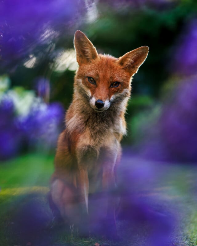 A red fox sits alertly on green grass, surrounded by a soft, blurred frame of purple flowers, with a dark green background.