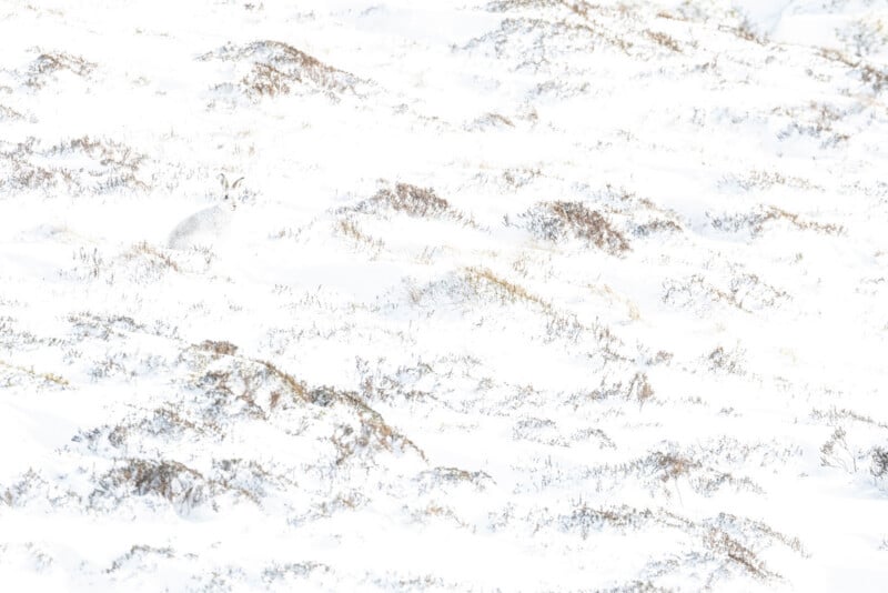 A white hare camouflaged against a snowy landscape with patches of brown grass, blending in almost perfectly with the surroundings.