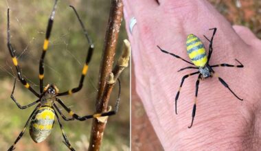 Huge venomous 'flying' spiders are beginning to swarm the US | News US
