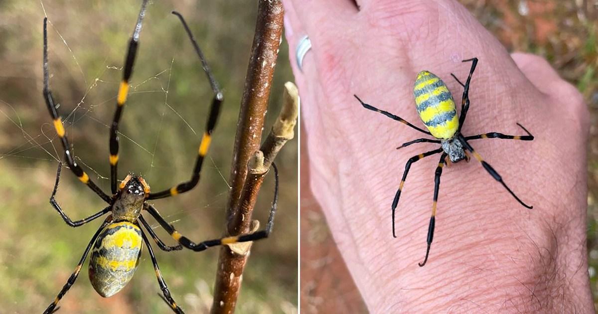 Huge venomous 'flying' spiders are beginning to swarm the US | News US