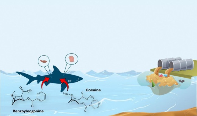 ?Cocaine Shark?: First report on cocaine and benzoylecgonine detection in sharks