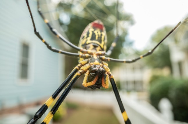 Yellow Face of Joro Spider Hanging from Web in suburban Georgia neighborhood