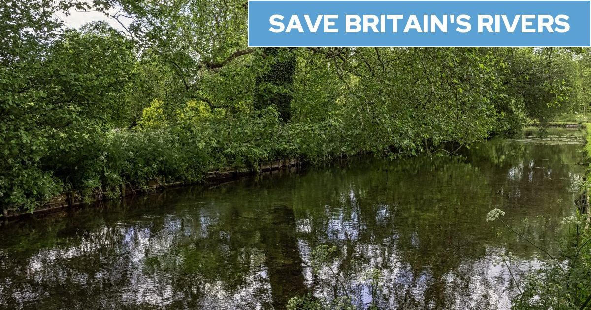 The idyllic chalk stream 'left polluted' by a Waitrose salad supplier