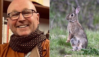 Left: James Woodford Right: A,Wild,European,Rabbit,(scientific,Name:,Oryctolagus,Cuniculus),At,Jerrabomberra A wild European Rabbit (scientific name: Oryctolagus cuniculus) at Jerrabomberra Wetlands Nature Reserve in Canberra (standing upright).; Shutterstock ID 2336480569; purchase_order: -; job: -; client: -; other: