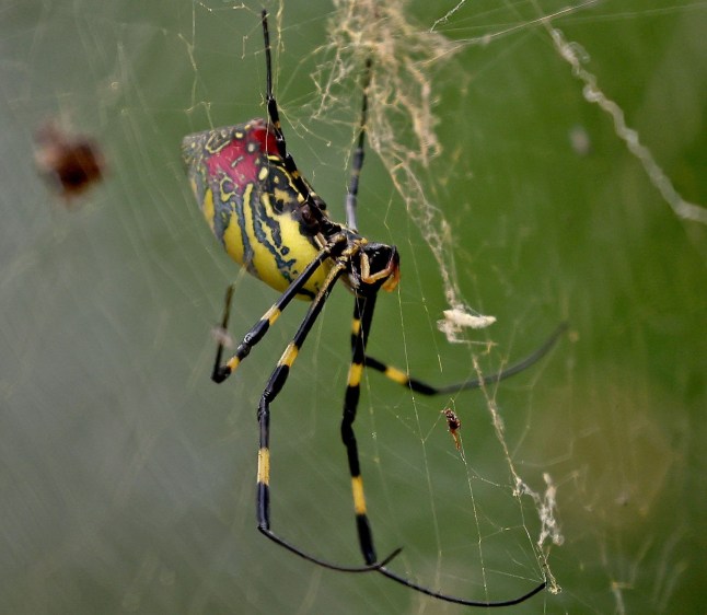 A Joro spider at 59 Mount Vernon st. on September 25. (Staff Photo By Stuart Cahill/Boston Herald)