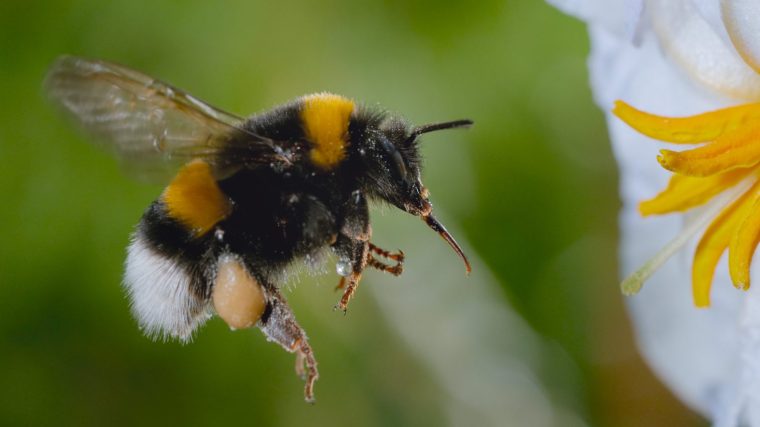 Bumble bee passes nectar from her fore legs to hind legs. (credit: National Geographic) Secrets of The Bees Disney+ TV Still
