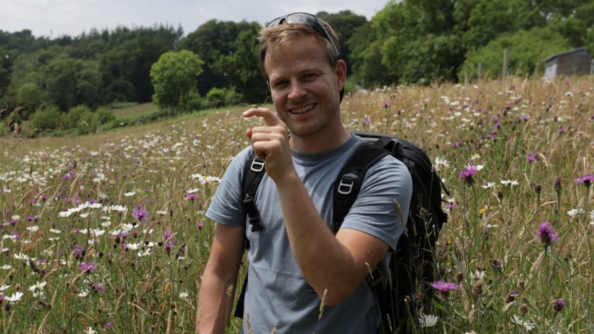 I'm a wildlife expert - here's how we can save the bees (and ourselves)