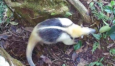 A variety of jungle animals all use one type of tree as a latrine