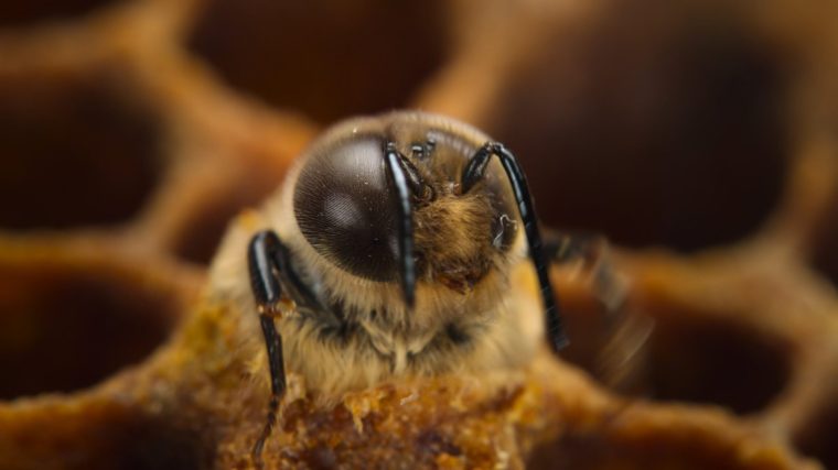 A male honeybee, called drone, emerges from his cell. (credit: National Geographic)