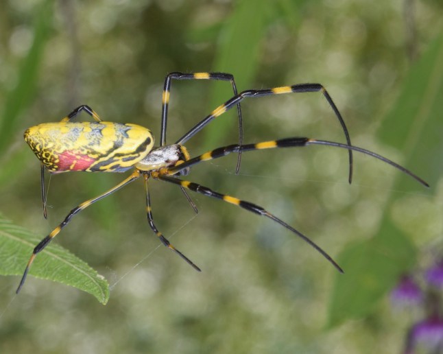 Joro spider, invasive species native to Japan