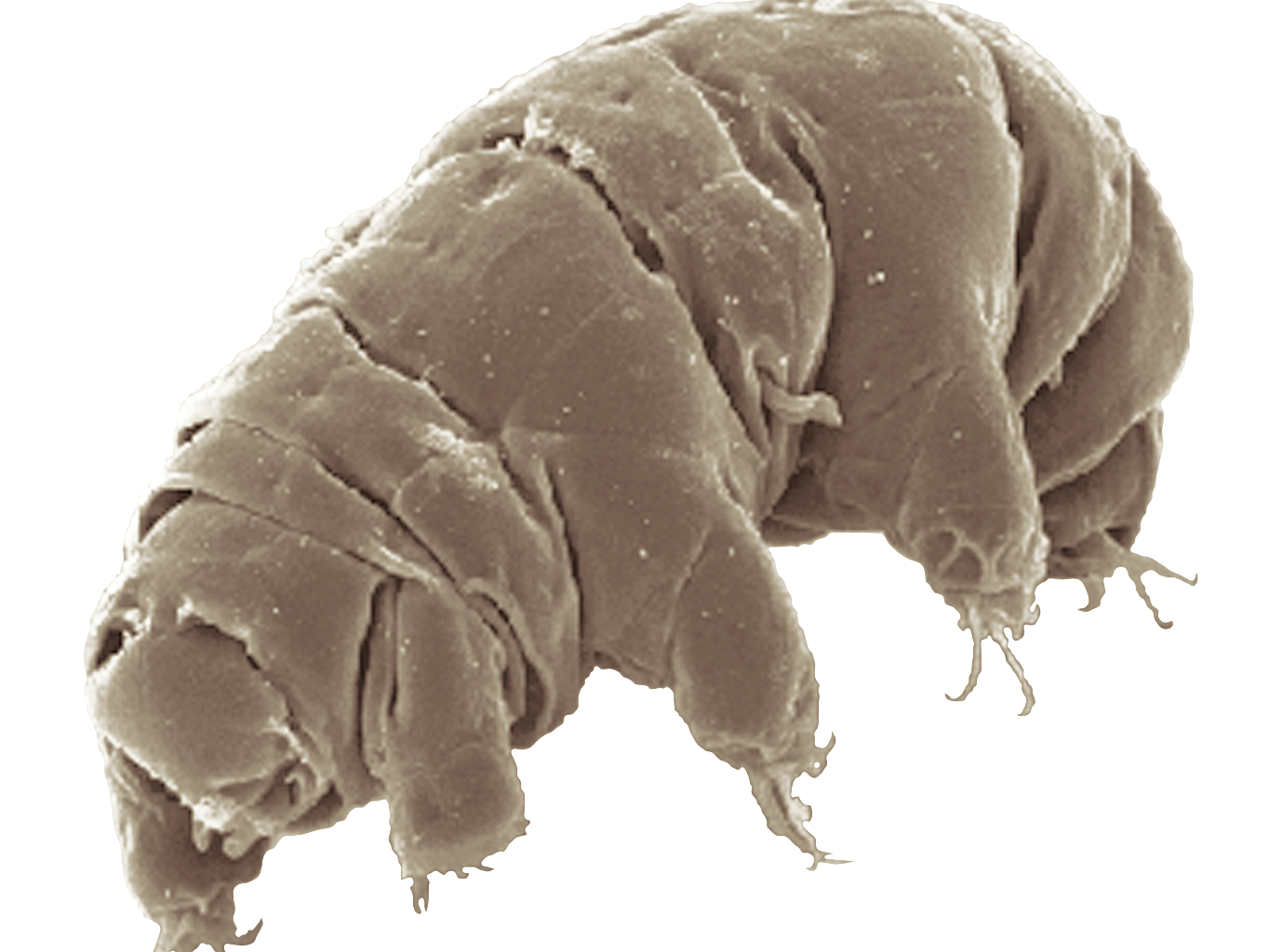 Image of Milnesium tardigradum in active state (Credit : Schokraie E, Warnken U, Hotz-Wagenblatt A, Grohme MA, Hengherr S, et al. (2012) - Schokraie E, Warnken U, Hotz-Wagenblatt A, Grohme MA, Hengherr S, et al. (2012))