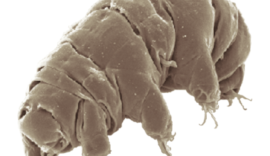 Image of Milnesium tardigradum in active state (Credit : Schokraie E, Warnken U, Hotz-Wagenblatt A, Grohme MA, Hengherr S, et al. (2012) - Schokraie E, Warnken U, Hotz-Wagenblatt A, Grohme MA, Hengherr S, et al. (2012))