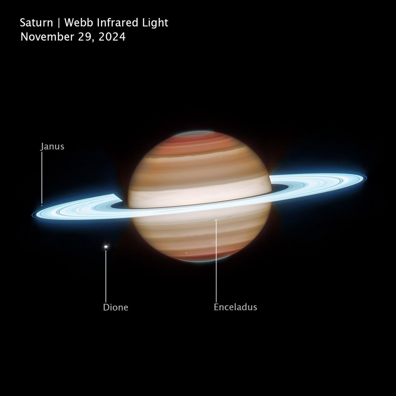 An image of Saturn on the black background of space. Image is labeled Saturn, Webb Infrared Light, November 29, 2024. Saturn has horizontal bands, with bands at the north and south poles appearing darker orange and lightening to tan as they approach the equator. The north and south poles glow a greenish-grey. The rings appear in an icy neon white. White dots, representing several of Saturn’s moons, are labeled Janus, Dione, and Enceladus.