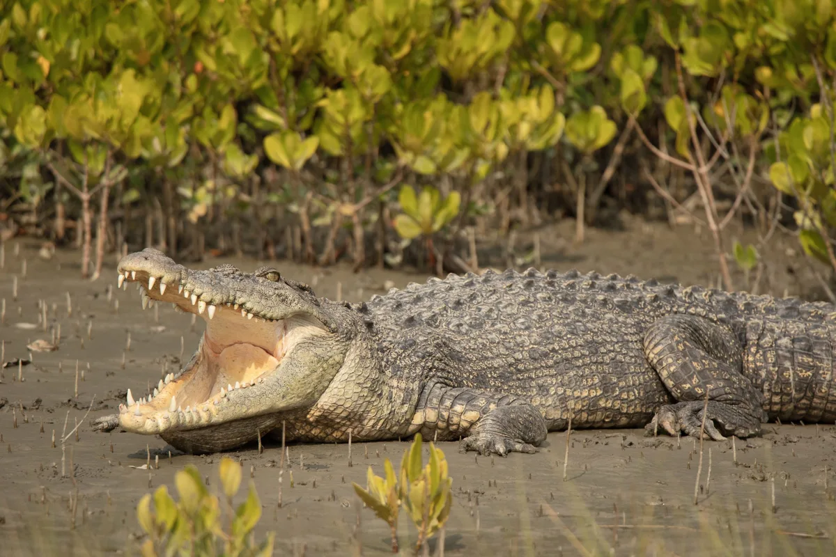 Saltwater crocodile 