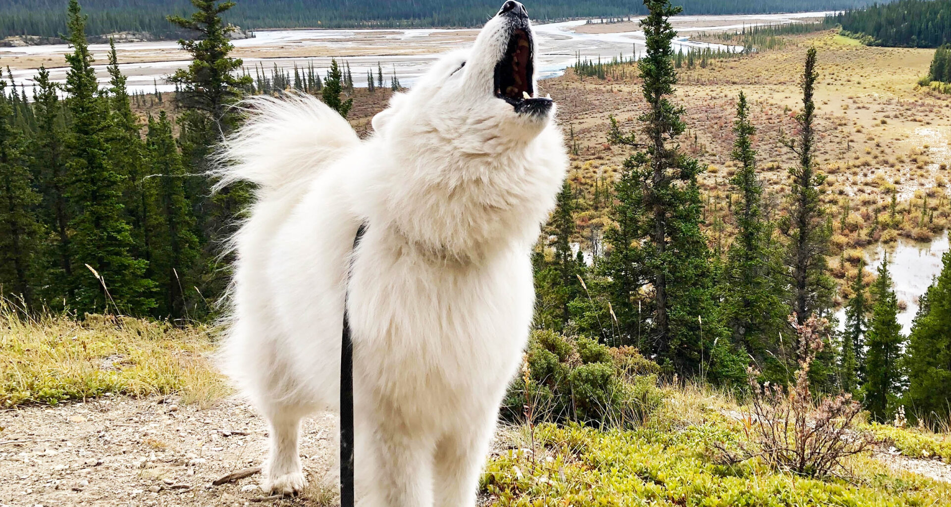 Study shows some dogs have true musical ability