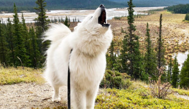 Study shows some dogs have true musical ability