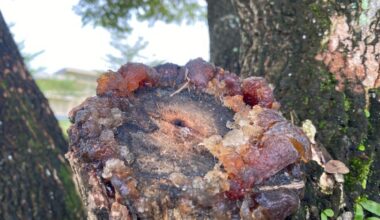 Scientists Discovered A 300 Million Year Old Tropical Forest Preserved Under Volcanic Ash In China