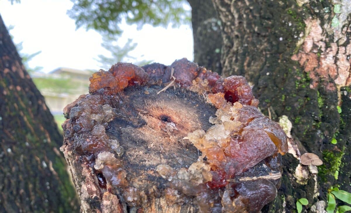 Scientists Discovered A 300 Million Year Old Tropical Forest Preserved Under Volcanic Ash In China