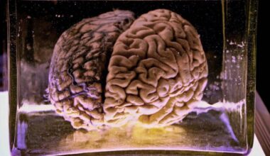 Scientists Shut Down Brain Activity At −150 °c For 7 Days Then Measured What Came Back After Warming