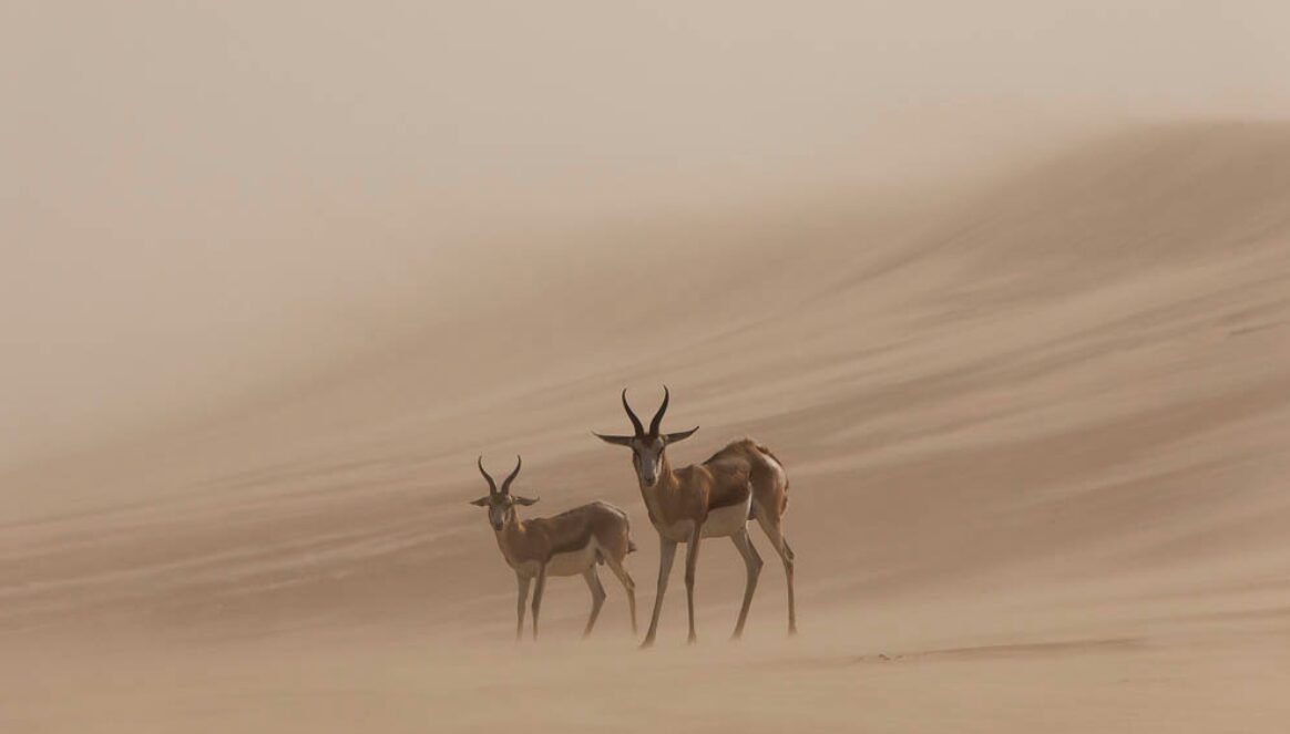 Two antelope during a sandstorm in Namibia