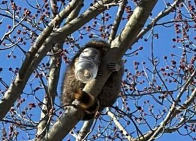 Crews found the raccoon clinging to a tree branch 25 feet off the ground