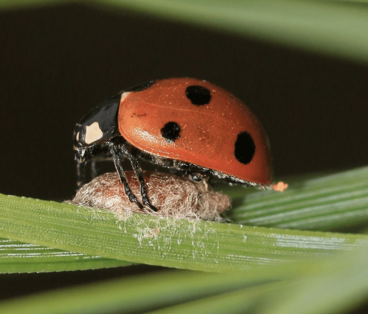 It not only eats its victim from the inside out, it also uses a biological weapon to paralyse it and turn it into a zombie