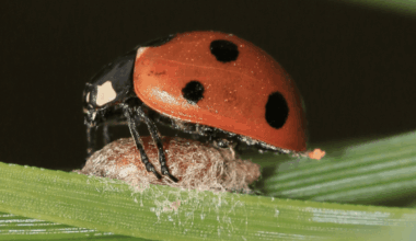 It not only eats its victim from the inside out, it also uses a biological weapon to paralyse it and turn it into a zombie