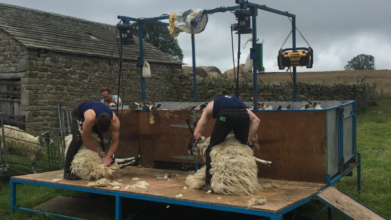 Overseas shearers hit with UK visa charge and biometrics
