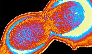 Epidemiological update - 18 March 2026: Shigellosis and other gastrointestinal infections in travellers returning from Cabo Verde