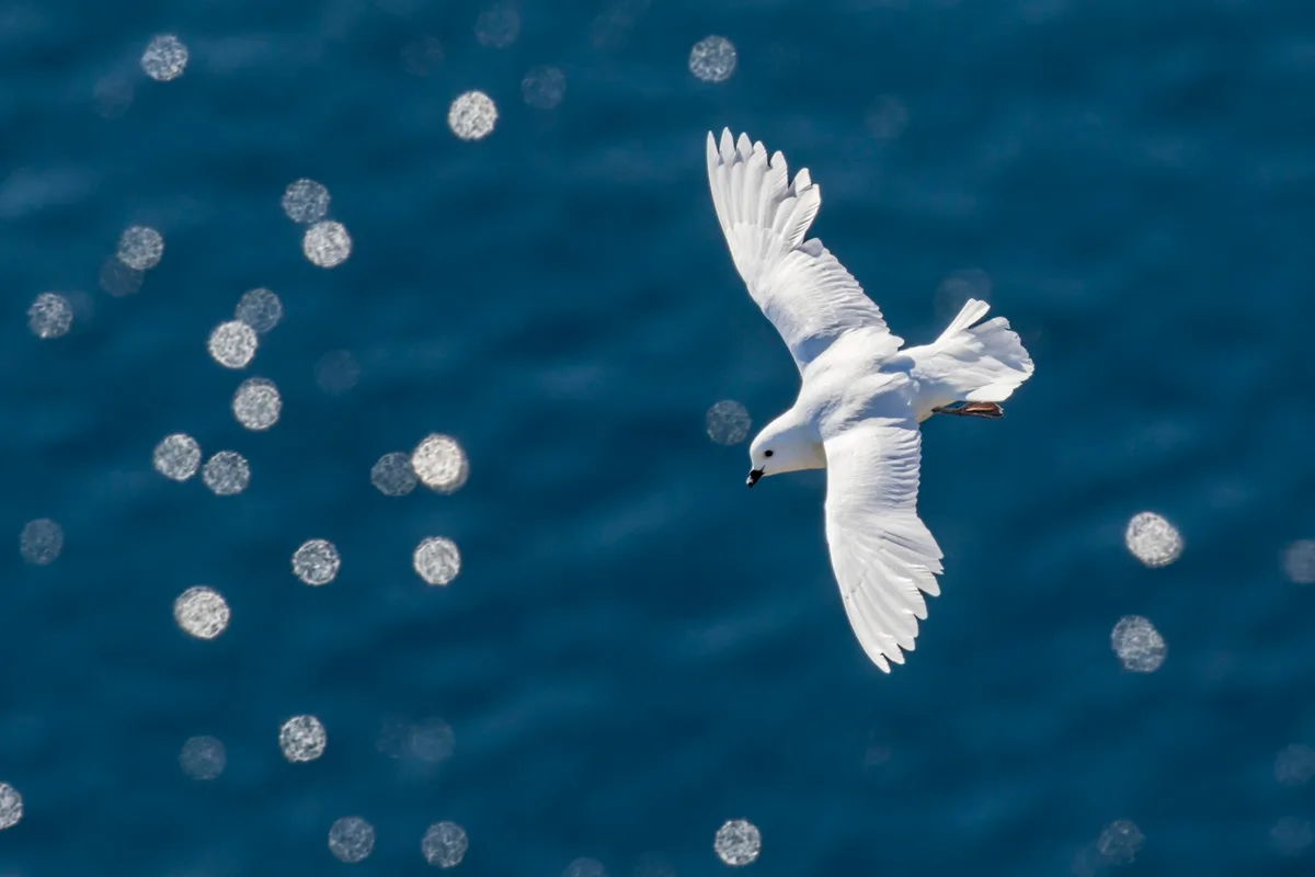 Snow petrel