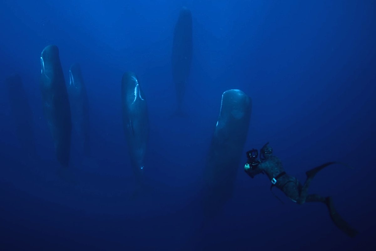 Sperm whales sleeping