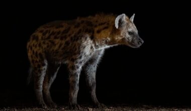Spotted hyena at night