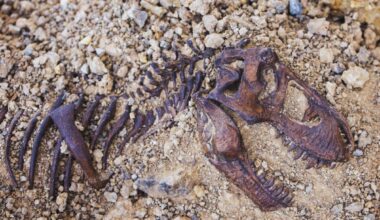 T. Rex’s Growth Took Longer Than Anyone Ever Imagined. Here’s What Scientists Found