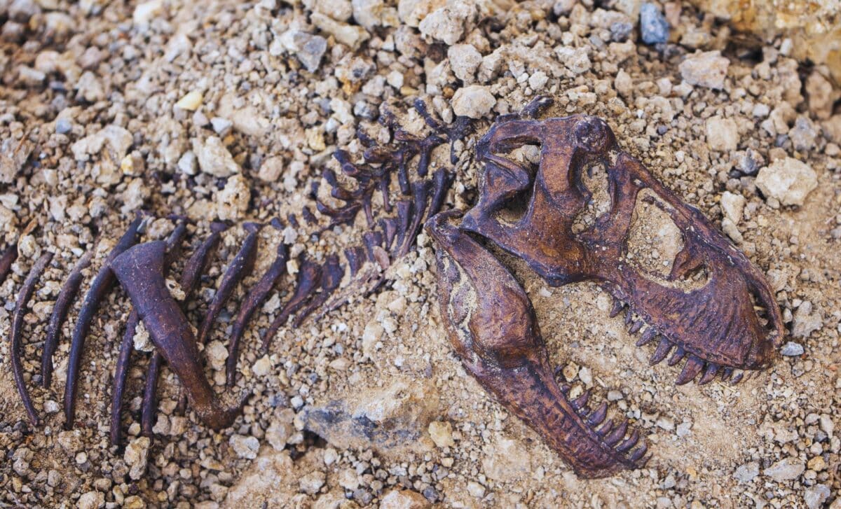 T. Rex’s Growth Took Longer Than Anyone Ever Imagined. Here’s What Scientists Found