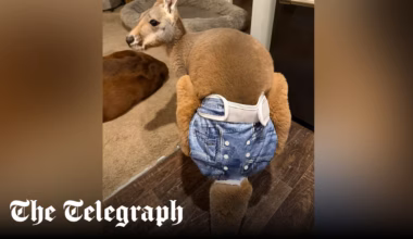 Nappy-wearing kangaroo on the run in Wisconsin