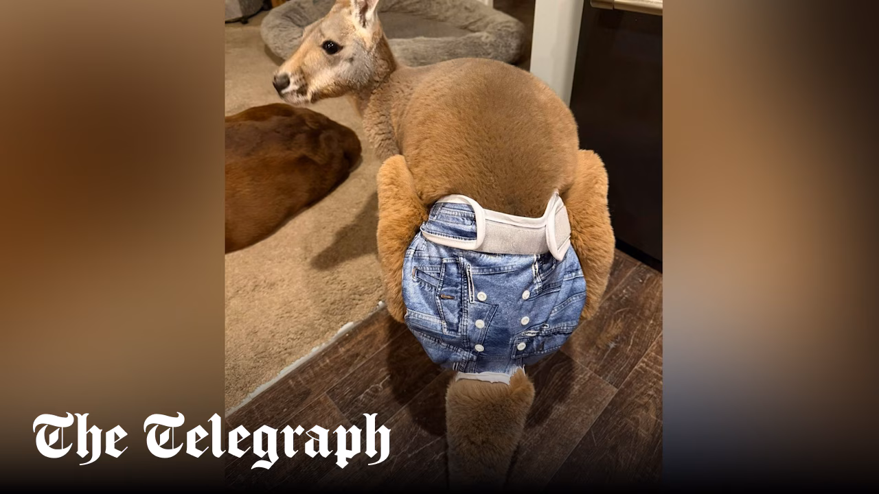 Nappy-wearing kangaroo on the run in Wisconsin