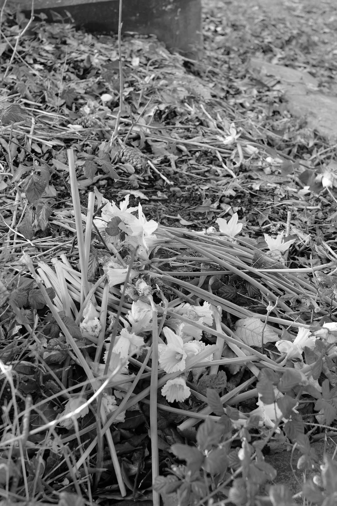 Leica Q3 Monochrom and Google Pixel 10 Pro XL comparison