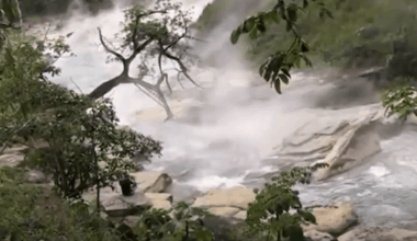 “The first thing to go are the eyes. Eyes, apparently, cook very quickly. Flesh follows soon after, and as the animal becomes overwhelmed, water enters its mouth."